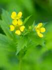 Washington State, Central Cascades. Common cinquefoil with new yellow flowers, close-up Art Print
